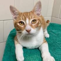 Thumbnail photo of Cartier #1