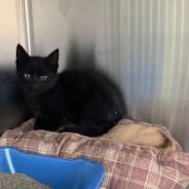 Thumbnail photo of Neptune #4