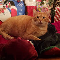 Thumbnail photo of Lance #3