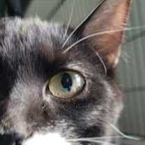 Thumbnail photo of Luna #2