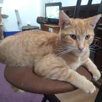 Thumbnail photo of Calor #2