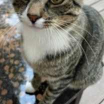 Thumbnail photo of BOOTS #1