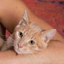 Thumbnail photo of FRED WEASLEY #2