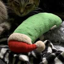 Thumbnail photo of Finch #1
