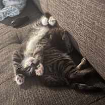 Thumbnail photo of Squinty  #3