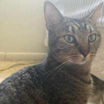 Thumbnail photo of Kitten #1