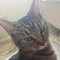 Thumbnail photo of Kitten #2