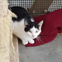 Thumbnail photo of Attina #3