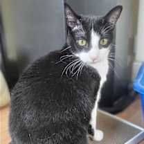 Thumbnail photo of Olive #1