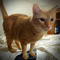 Thumbnail photo of Spice (w/Sugar) #3