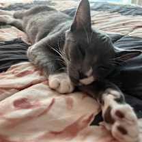 Thumbnail photo of Oliver #2