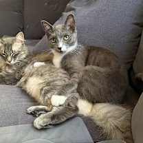 Thumbnail photo of Oliver #3