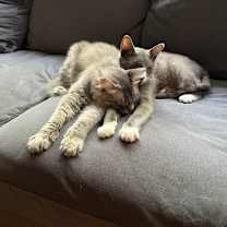 Thumbnail photo of Oliver #4