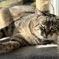 Thumbnail photo of Chauncey #3