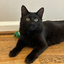 Thumbnail photo of Raven 4 #1