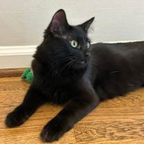 Thumbnail photo of Raven 4 #2