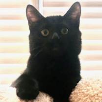 Thumbnail photo of Raven 4 #3