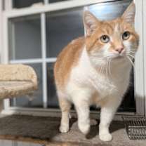Thumbnail photo of Callie #1
