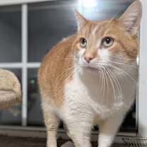 Thumbnail photo of Callie #2