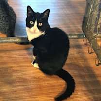 Thumbnail photo of Abby #1