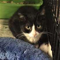 Thumbnail photo of Abby #2