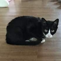 Thumbnail photo of Abby #3