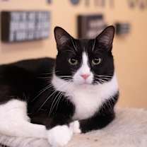 Thumbnail photo of Peanut #1