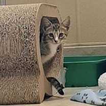 Thumbnail photo of Cola NKA Hazel #2