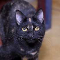 Thumbnail photo of Kindra #1