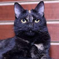 Thumbnail photo of Kindra #2