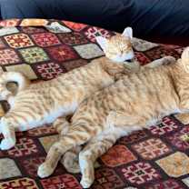 Thumbnail photo of Bumble and Bee #2