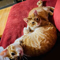 Thumbnail photo of Bumble and Bee #3