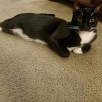 Thumbnail photo of Sakura #2