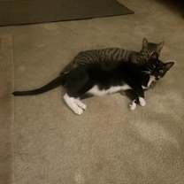 Thumbnail photo of Sakura #3