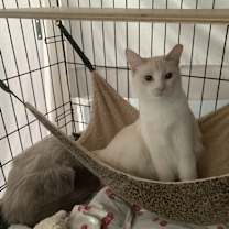 Thumbnail photo of Smudgey #3