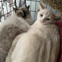 Thumbnail photo of Smudgey #4