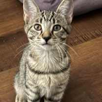 Thumbnail photo of TENNILLE #1