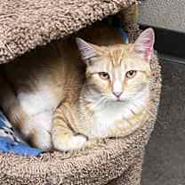 Thumbnail photo of Cheddar #1