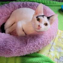 Thumbnail photo of Tala #2