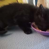 Thumbnail photo of Ernie #2