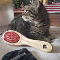 Thumbnail photo of Rex #3