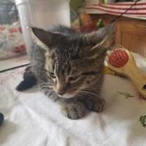 Thumbnail photo of Rex #4