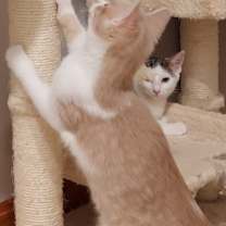 Thumbnail photo of MATEO #2