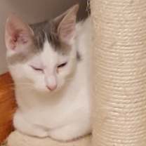 Thumbnail photo of BLU #3