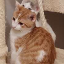 Thumbnail photo of MARTY #1