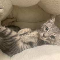 Thumbnail photo of Bani & Nihli - A BONDED PAIR OF BOYS #3