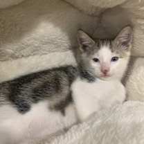 Thumbnail photo of Nihli  - 1 Blue Eye & 1 Yellow Eye #1