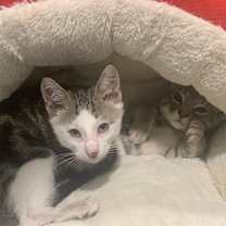 Thumbnail photo of Nihli  - 1 Blue Eye & 1 Yellow Eye #2