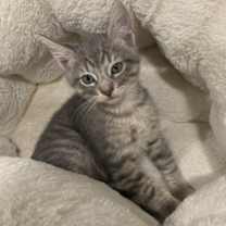 Thumbnail photo of Bani- Silver Bengal Tabby - BONDED PAIR #3