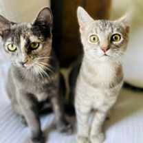 Thumbnail photo of Saari - Adopt Me With My Pretty Sister Bo! #1
